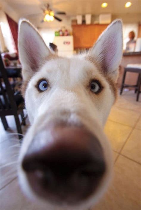 13 Adorable Nosy Dogs That You'll Want In Your Business