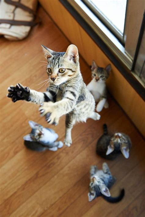 50 Funny Pictures of Cats Jumping | free download wallpaper