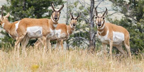 6 Interesting Animals In Kansas You May Not Know