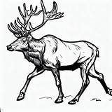 Elk Walking Coloring Pages  For Kids – Smart Creative And Fun sketch template