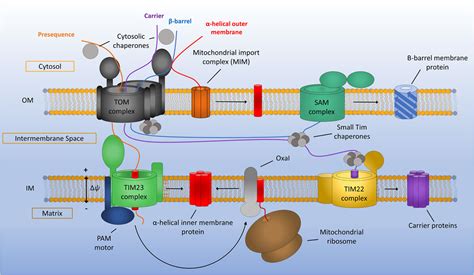 Mitochondrial Intermembrane Space