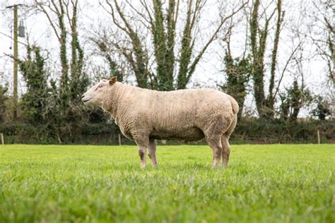 Sheep focus: Over two decades of Charollais breeding in the heart of dairy country - Agriland.ie