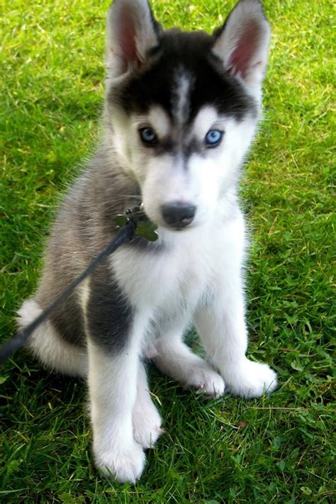 40 Cute Siberian Husky Puppies Pictures | Husky puppy, Siberian huskies and Puppy pictures