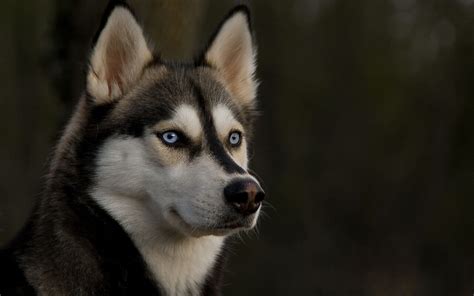 Coat colors of the Siberian Husky