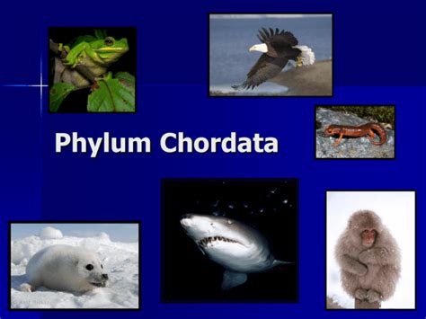 Phylum Chordata