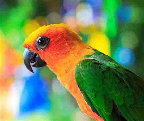 Caring for pet Conures made easy - Miles with Pets