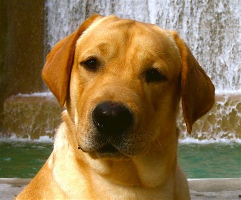 Yellow Lab - Belle's Winning Tradition JH - Yellow Labrador Retriever