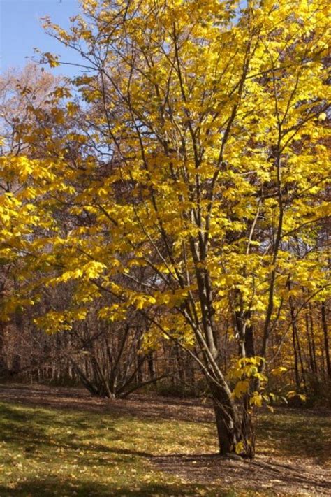 The American Yellowwood Tree | HGTV