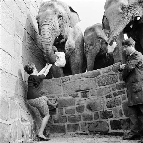 Chester Zoo through the years - Cheshire Live