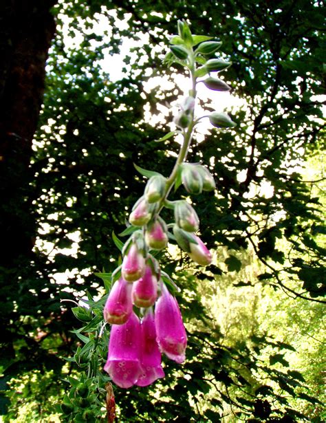 Royal Botanical Garden, Scotland | Botanical gardens, Garden design, Plants