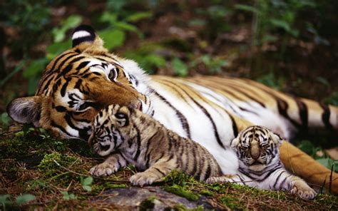 1280x720 resolution | adult tiger near two cubs laying on plants HD wallpaper | Wallpaper Flare