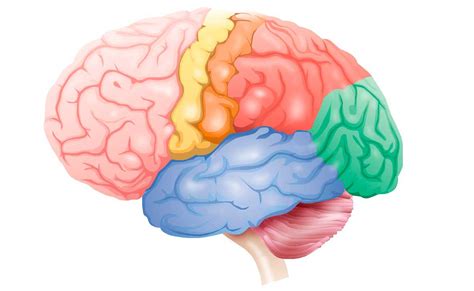 Estructura De Los Hemisferios Del Cerebro Humano Stock De Ilustración ...