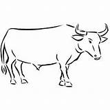 Ox Coloring Sheet sketch template