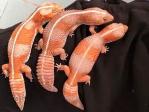 13 Amazing African Fat Tail Gecko Morphs [With Pictures] | Being Reptiles