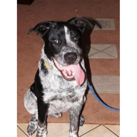 Dingo - Medium Male Blue Heeler Mix Dog in WA - PetRescue