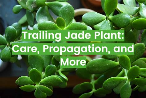 Trailing Jade Plant: Care and Propagation Tips - FlowersProfy