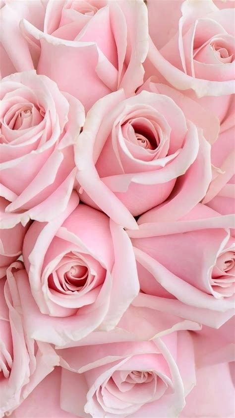 Aesthetic Pink Roses Wallpaper Download | MobCup