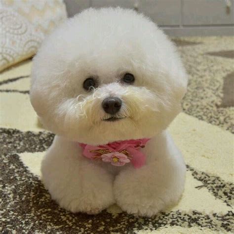 Round and Round! cutest puppy omg!!! | Bichon frise puppy, Bichon dog, Bichon frise dogs