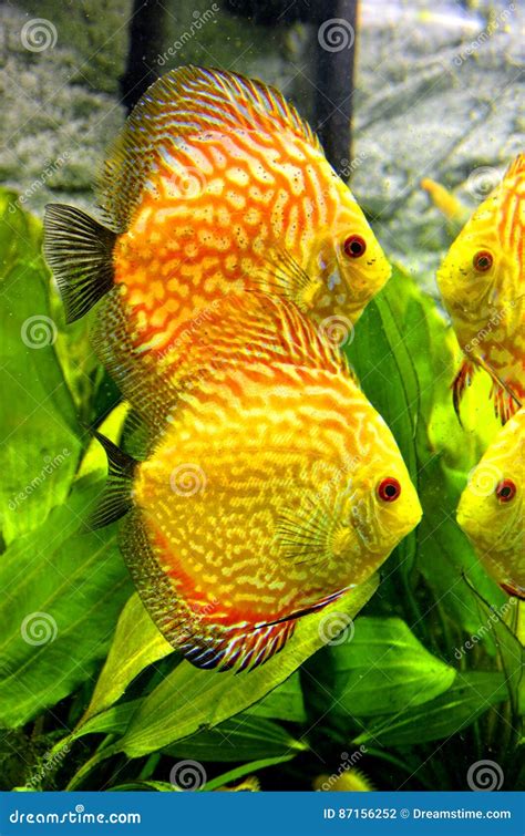 Yellow Fish in Aquarium Tank. Stock Photo - Image of tropical, ocean: 87156252