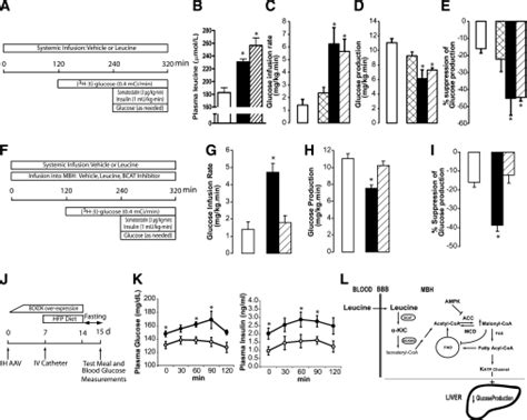 Central metabolism of leucine is required for the regulation of... | Download Scientific Diagram