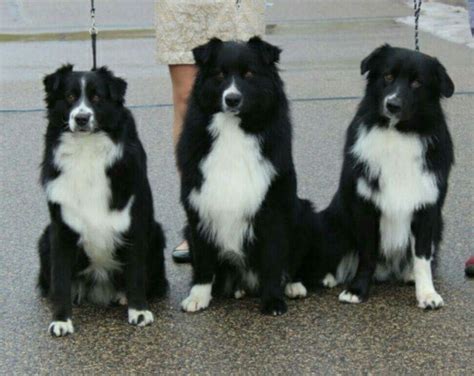 Black Bi Australian Shepherds | Aussie dogs, Dog friends, Australian shepherd dogs