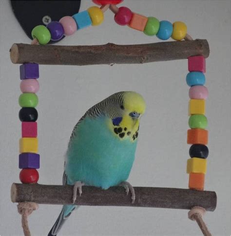 Budgie swing toy, safe bird cage toy for small and extra small birds