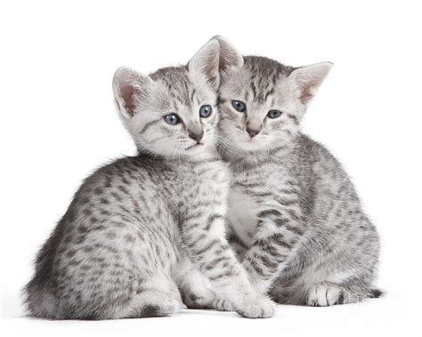 Egyptian Mau Kittens Photograph by Jean-Michel Labat - Fine Art America