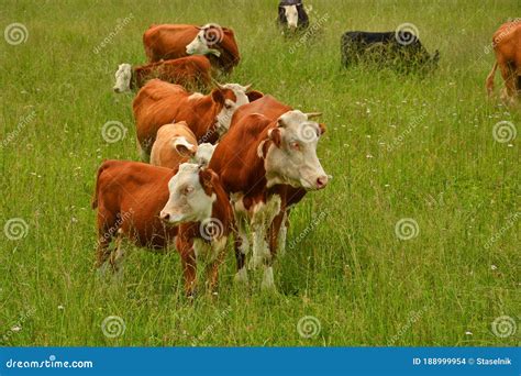 Cows Grazing in a Pasture in the Mountains Stock Photo - Image of green ...