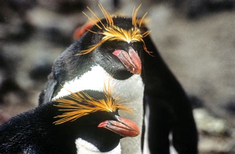 The Eight Great Penguin Species of Antarctica