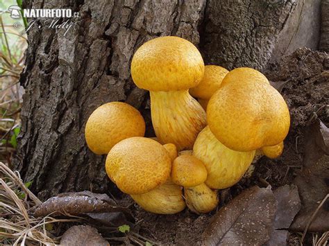 Gymnopilus junonius Pictures, Spectacular Rustgill Images, Nature Wildlife Photos | NaturePhoto