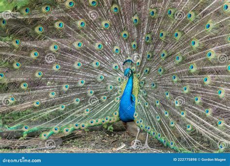 Peacock Mating Dance For Peahen Royalty-Free Stock Photo ...