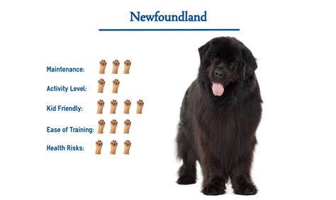 Is Newfoundland Dog Dangerous