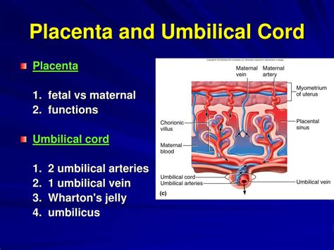 Function Of Umbilical Cord