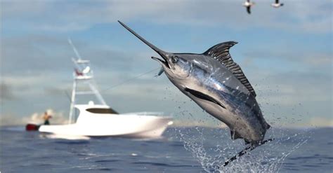 Marlin vs Swordfish: 5 Key Differences - IMP WORLD