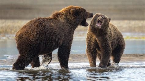 Nine-Minute Alaskan Grizzly Bear Fight Viral Video - Men's Journal