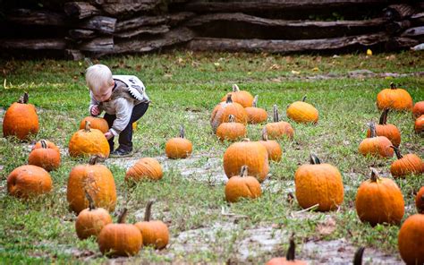 Island Farm holding pumpkin patch event every Saturday in October - The ...