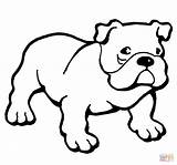English Bulldog Coloring Pages sketch template