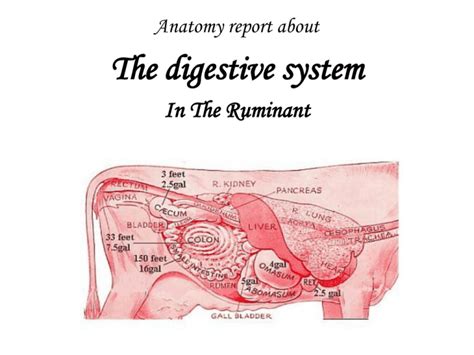 The digestive system In The Ruminant Anatomy report about