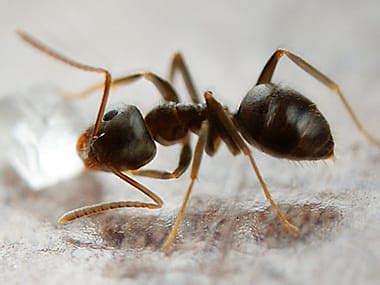 Odorous House Ants | Ant Prevention & FAQs