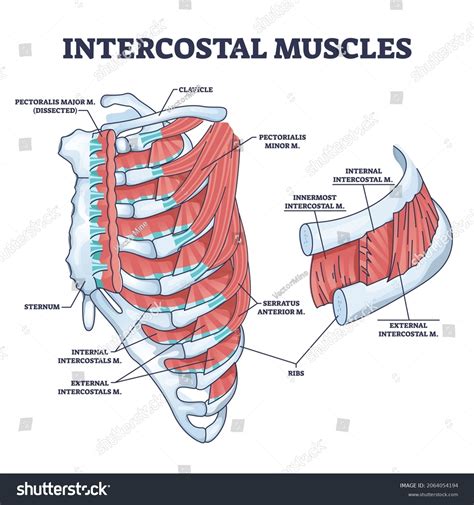 911 "intercostal Muscle" Images, Stock Photos, 3D objects, & Vectors | Shutterstock