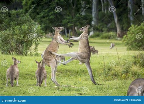 Kangaroo Mid Kick To Another Male Kangaroo Fight for Dominance Stock Photo - Image of jump ...