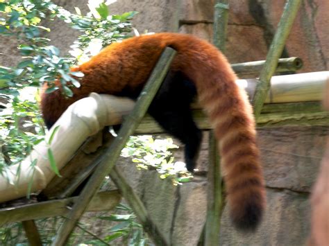 Red Panda Tail | Charles Barilleaux | Flickr