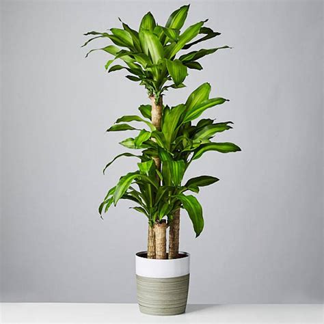 Costa Farms Mass Cane House Plant In 10-in Planter In The House Plants Department At ...