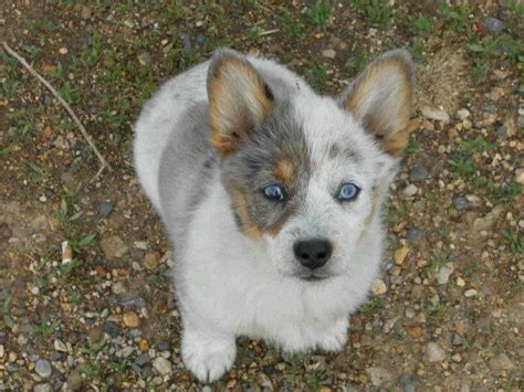 Corgi Blue Heeler Puppies | PETSIDI