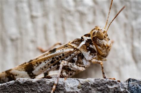 Brown Grasshopper Spiritual Meaning and Symbolism (9 Omens)