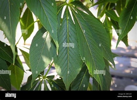 Buckeye tree hi-res stock photography and images - Alamy