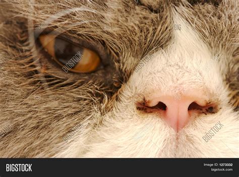 Scary Cat Eyes Image & Photo (Free Trial) | Bigstock