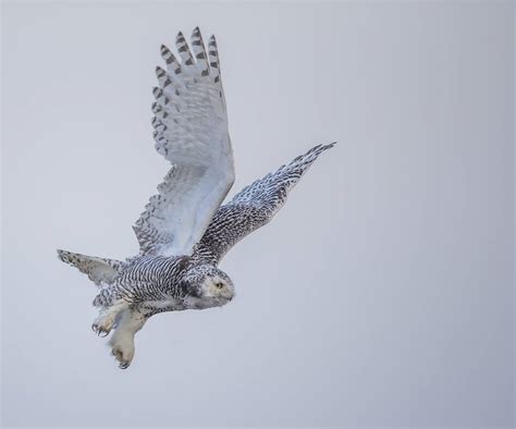 Stalking snowy owls -- and the mystery of their wintertime migration - Anchorage Daily News