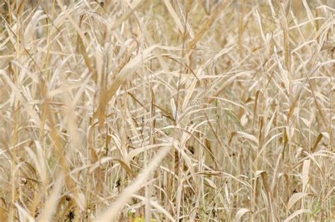 Yellow Grass Background. High Herbaceous Plant Yellow in the Field. Stock Photo - Image of tree ...