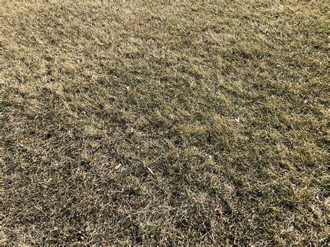 What Happens to Grass in Winter? Is Your Lawn Dead or Dormant?